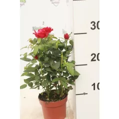 Rosa Favourite Mix 6 szín 10 cm cs