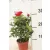 Rosa Favourite Mix 6 szín 10 cm cs