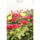 Rosa Favourite Mix 6 szín 10 cm cs