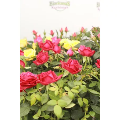 Rosa Favourite Mix 6 szín 10 cm cs