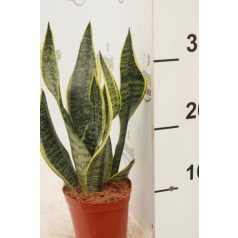 Anyósnyelv Sansevieria trif 'Futura Superba