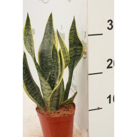 Anyósnyelv Sansevieria trif 'Futura Superba