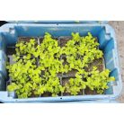 Pénzlevelű lizinka Lysimachia nummularia