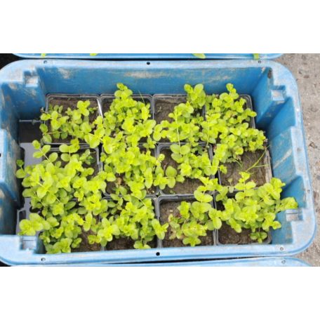 Pénzlevelű lizinka Lysimachia nummularia