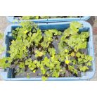 Mocsári gólyahír Caltha palustris