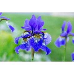 Szibériai nőszirom Iris sibirica