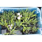 Szibériai nőszirom Iris sibirica