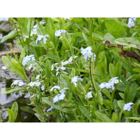 Kék mocsári nefelejcs Myosotis palustris