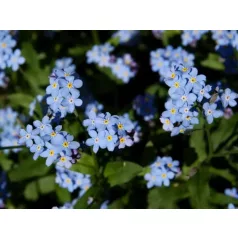   Kék mocsári nefelejcs Myosotis palustris (Myosotis scorpioides)