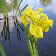 Sárga nőszirom Iris pseudacorus