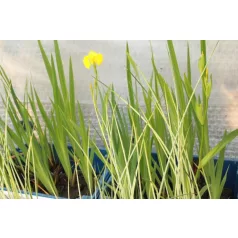 Sárga nőszirom Iris pseudacorus