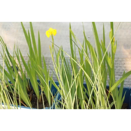 Sárga nőszirom Iris pseudacorus