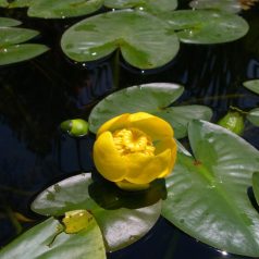 Vízitök  Nuphar lutea