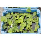 Vízitök Nuphar lutea