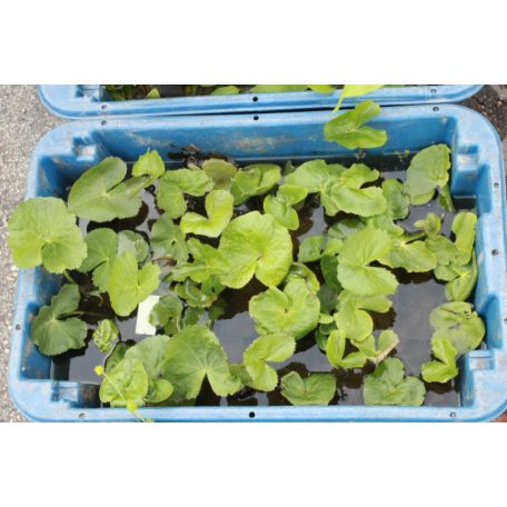 Vízitök Nuphar lutea