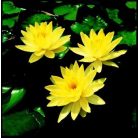 Sárga tavirózsa Joey Tomocik kockacserepes