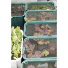 Sárga tavirózsa Joey Tomocik kockacserepes