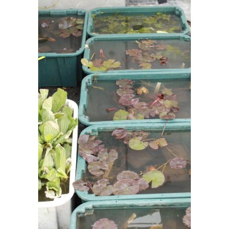 Sárga tavirózsa Joey Tomocik kockacserepes