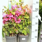 Murvafürt Bougainvillea vegyes színek