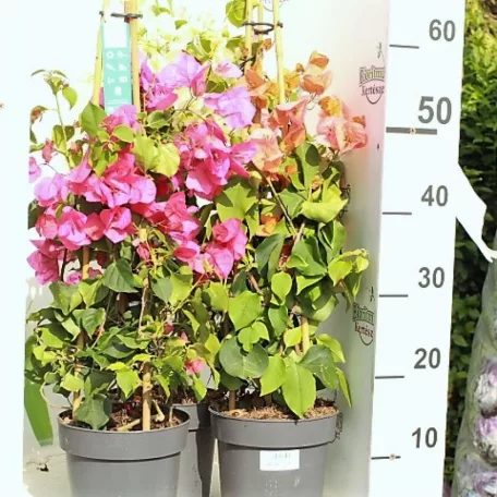 Murvafürt Bougainvillea vegyes színek
