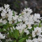 Gyöngyvirágcserje Deutzia gracilis P14cm