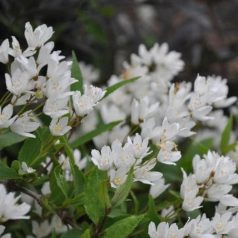 Gyöngyvirágcserje Deutzia gracilis P14cm