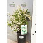 Gyöngyvirágcserje Deutzia gracilis P14cm