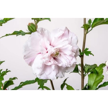 Halvány rózsaszín mályvacserje Hibiscus syriacus 'Lady Stanley' P13 cm