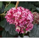 Cserjés hortenzia Ruby Hydrangea arbo. 'Ruby Annabelle' C3 lit.