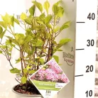 Cserjés hortenzia Ruby Hydrangea arbo. 'Ruby Annabelle' C3 lit.