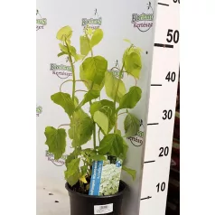   Cserjés hortenzia Hydrangea arb. 'Annabelle' C2 lit.