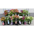 Kerti hortenzia Hydrangea macrophylla 'Royalty Collection' C3.5