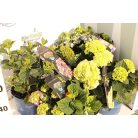 Kerti hortenzia Hydrangea macrophylla 'Royalty Collection' C3.5