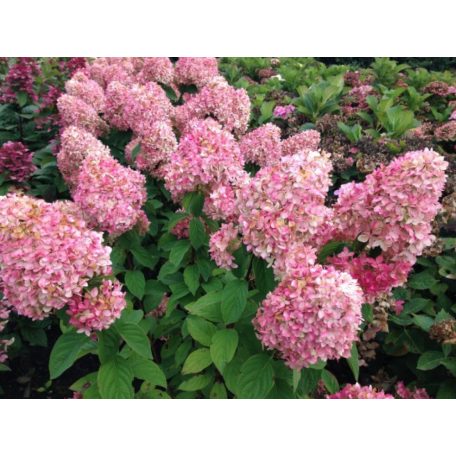 Bugás hortenzia Hydrangea paniculata 'Magical Candle' C2lit.