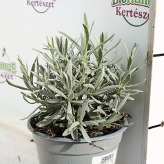 Levendula Lavandula angustifolia P14cm