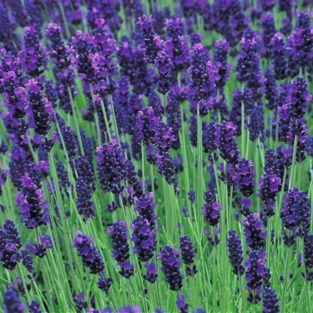 Sötétkék színű levendula Lavandula ang. 'Dark Blue' P17