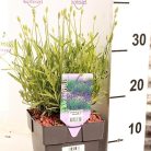 Sötétkék színű levendula Lavandula ang. 'Dark Blue' P17