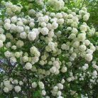Labdarózsa Viburnum opulus 'Roseum' C2