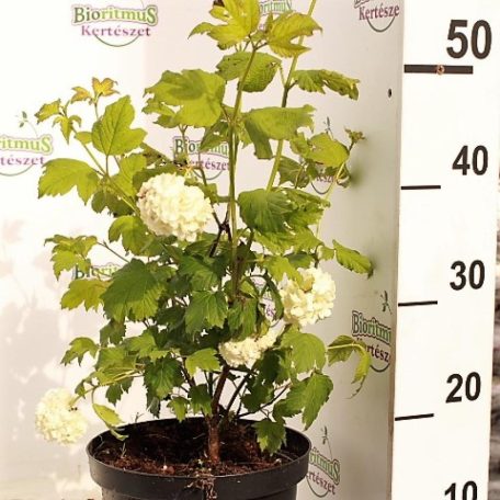 Labdarózsa Viburnum opulus 'Roseum' C2