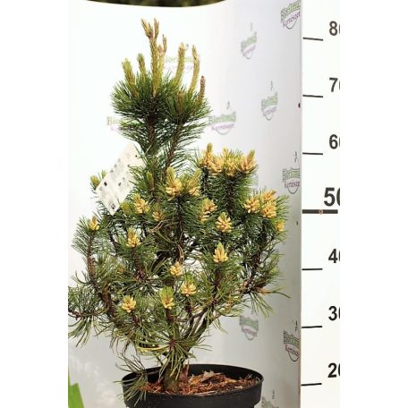 Pinus mugo 'Mumpitz' C7.5