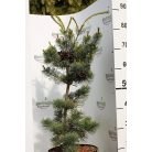 Japán fehérfenyő Pinus parviflora Negishi C7.5