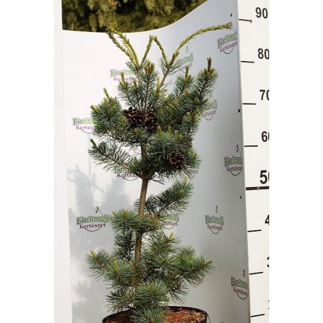 Japán fehérfenyő Pinus parviflora Negishi C7.5