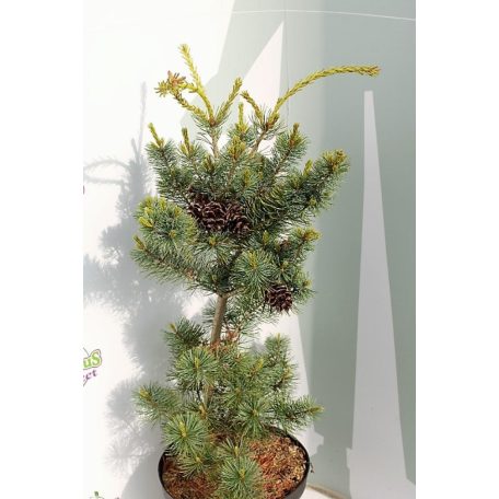Japán fehérfenyő Pinus parviflora Negishi C7.5