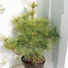 Simafenyő Pinus strobus Radiata C7.5 lit.