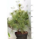 Simafenyő Pinus strobus Radiata C7.5 lit.