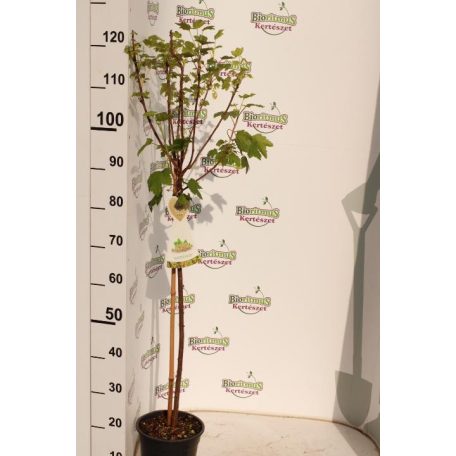 Magastörzsű Fehér ribizli 'Werdavia'