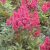 Kerti tollbuga Astilbe 'Henry Noblett'  C2lit.