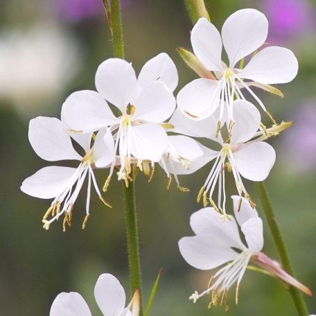 Évelő díszgyertya Gaura lindheimeri 'Gaudi White'  C2 lit.