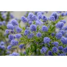 Kék táskavirág Ceanothus impressus Victoria
