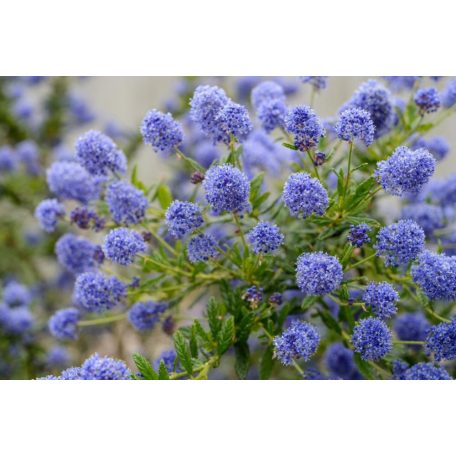 Kék táskavirág Ceanothus 50-60 cm